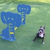 Dog Park Galvanized Steel Hurdle, Adjustable Height