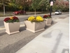 48" Square Concrete Planter, 1700 Lbs.