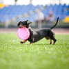 Dog running on commercial grade artificial turf showcasing durable low maintenance synthetic grass surfacing performance